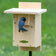 Duncraft Well Vented Bluebird Nestbox Bird House with a bluebird perched inside, featuring ample ventilation and a predator guard for safe, cool nesting.