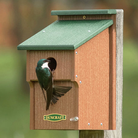 Duncraft Bluebird Double Guarded House with a Tree Swallow at the entrance, showcasing the double predator guard for nestling protection.