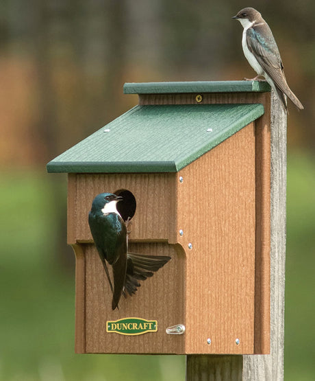 Duncraft Bluebird Double Guarded House with a bird perched on the predator-guarded birdhouse, designed to protect nestlings and easily mountable on flat surfaces.