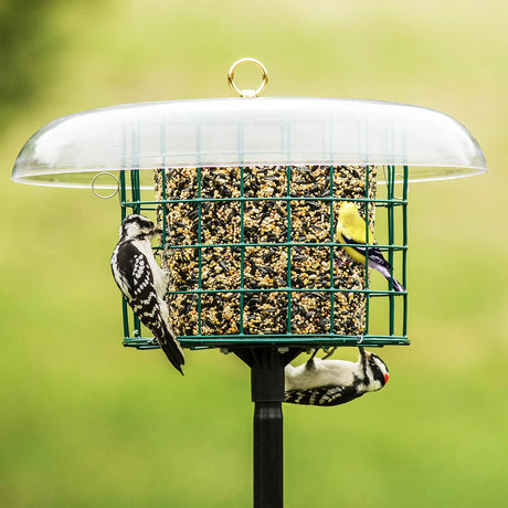 Duncraft Protected Seed Block Haven & Pole featuring a green metal-grid feeder with a clear dome, hosting woodpeckers and a goldfinch.