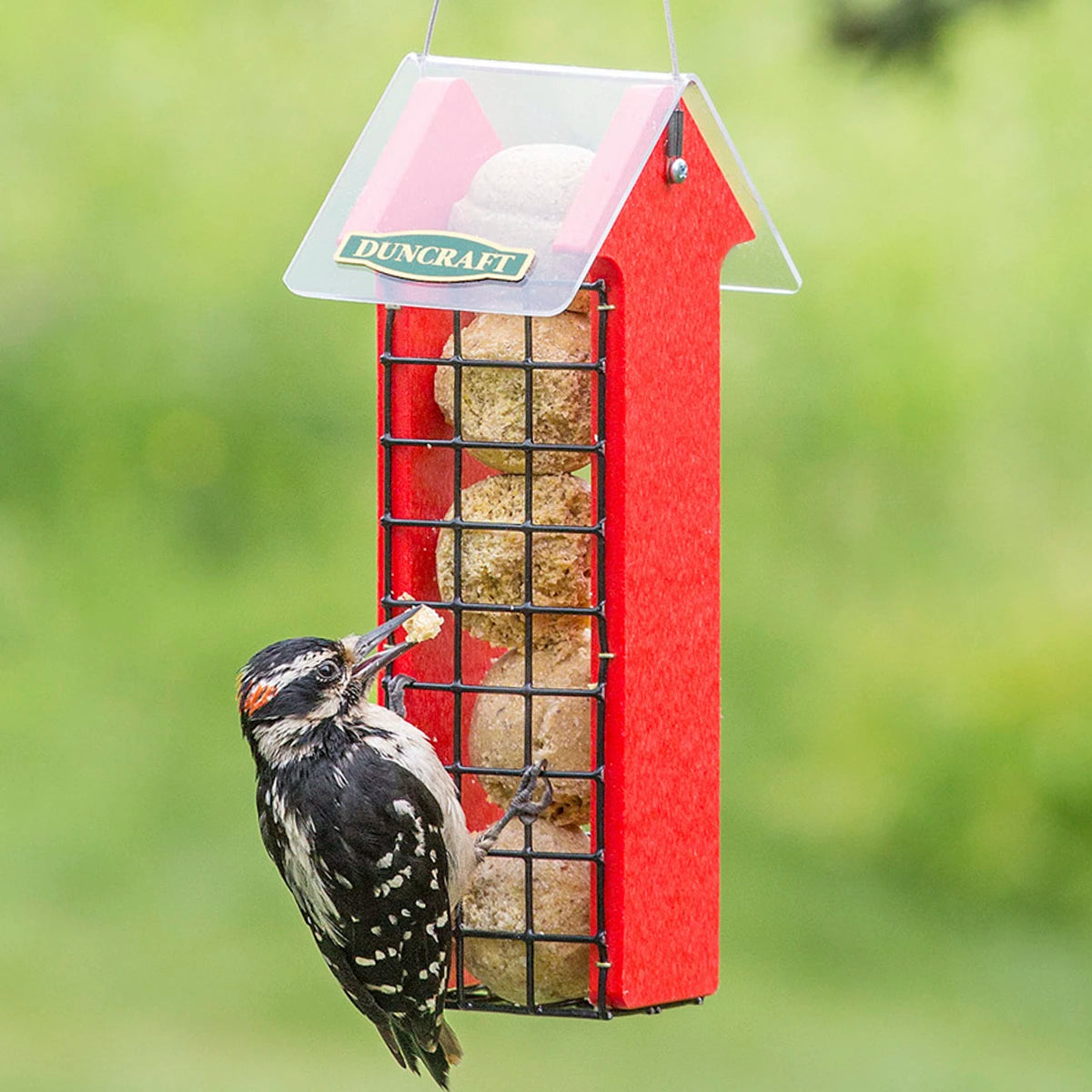 Duncraft Red Arrow Suet Ball Feeder with wire mesh grid, showing a woodpecker eating from one side. Feeder features a clear roof and built-in tail prop.