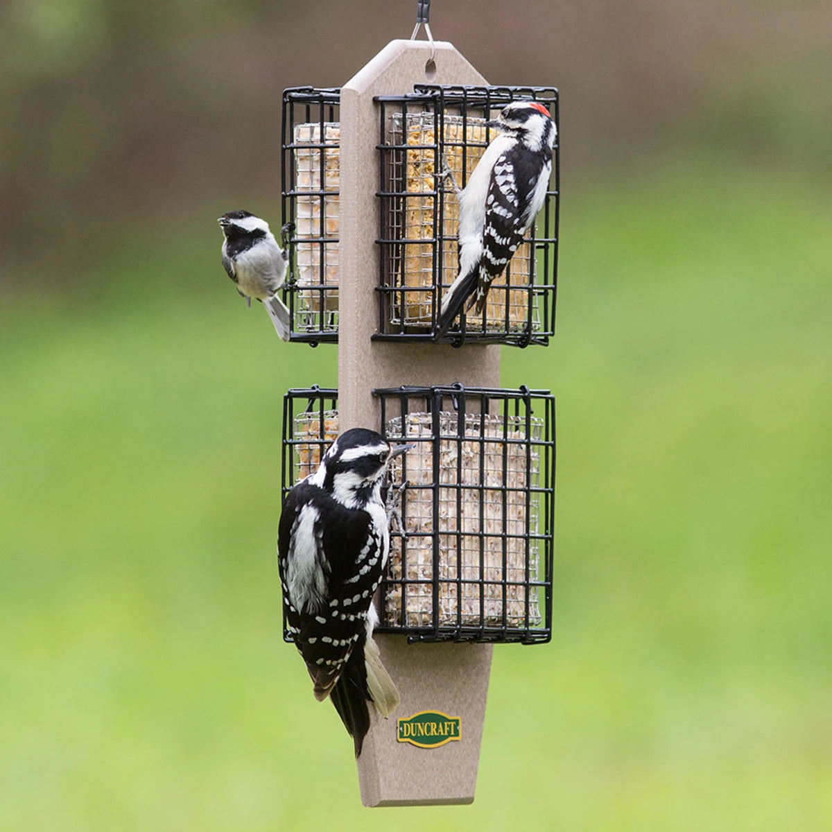 Duncraft Eco-Strong Tail Prop Suet Shield Feeder with birds feeding, featuring strong wire mesh and cable hanger, designed to hold four suet cakes.