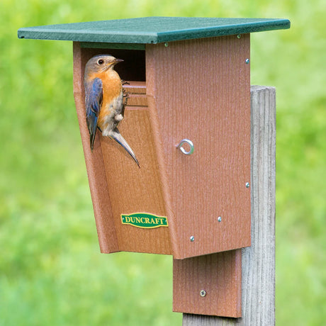 Duncraft Slot Bluebird Trail House with eastern bluebird perched at the slotted entrance, designed to deter larger birds and protect nestlings.