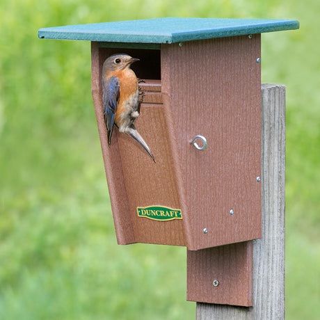 Duncraft Slot Bluebird Trail House with a bluebird perched inside, featuring a slotted entrance and grooved perches for easy nesting and protection.