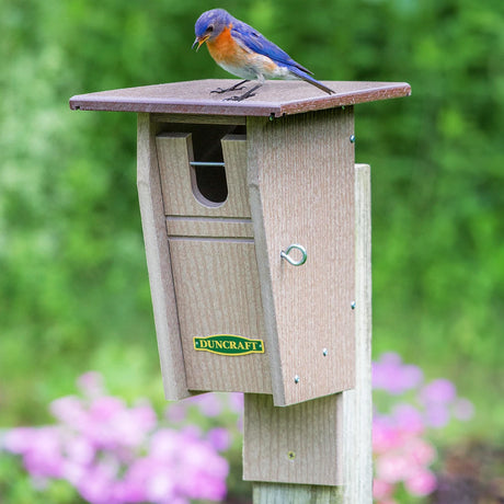 Duncraft Bluebird Trail House with oval entry hole, mounted on a post, features an Eastern Bluebird perched on its roof.