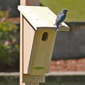 Duncraft Sloped Front Bluebird House with a bluebird perched on its wooden structure, featuring an oval entrance and overhanging roof for predator protection.