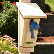 Duncraft Sloped Front Bluebird House with bluebird exiting, featuring an oval entry, sloping roof, and made from Eastern white pine for predator protection.