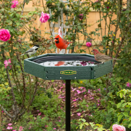 Duncraft Hexagon Post Bird Bath on black pedestal with Northern Cardinal, Chickadee, and House Finch perched at rim, set in a garden with blooming roses.