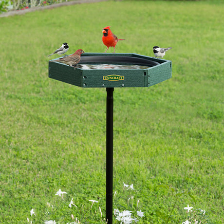 Duncraft Hexagon Post Bird Bath with birds perching on the rim. Features a black powder-coated steel pole and a green recycled plastic basin.