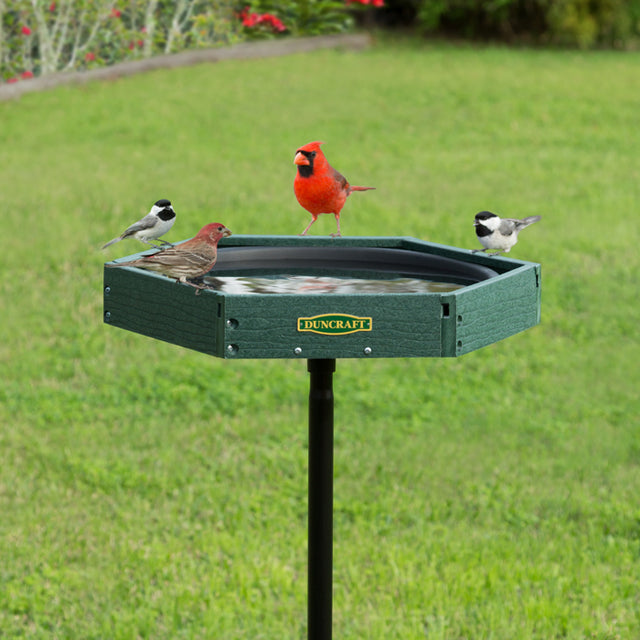 Duncraft Hexagon Post Bird Bath with multiple birds perched on the rim, featuring a green recycled plastic basin and black sectional pole, ideal for bird hydration and preening.