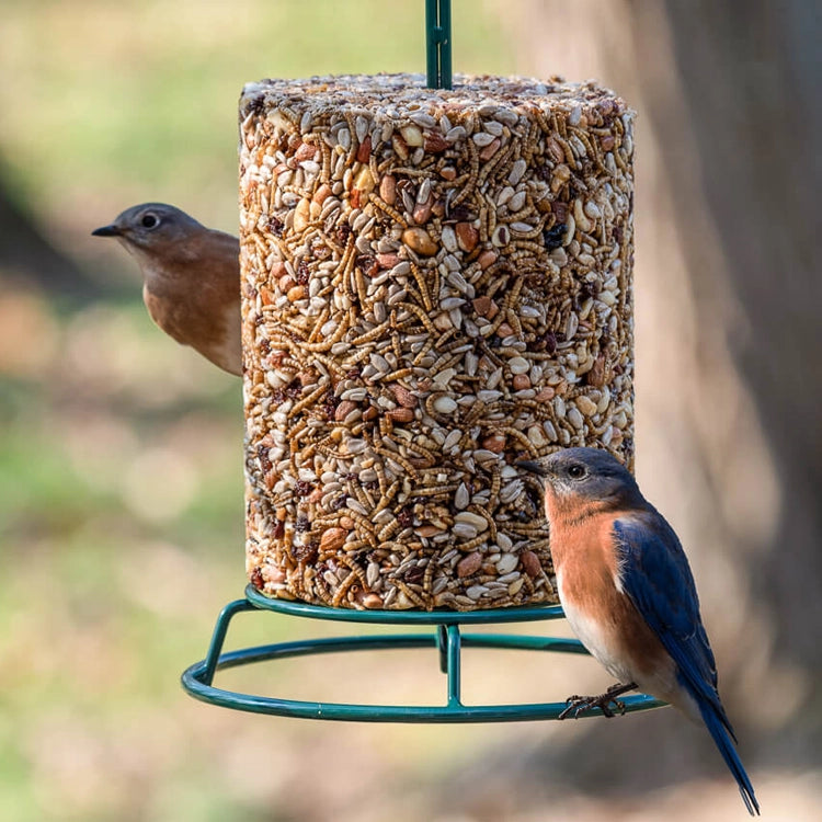 A cylindrical bird feeder filled with sunflower seeds, sugewars, and mealworms, hanging outdoors with two birds in front of a blurred natural background.