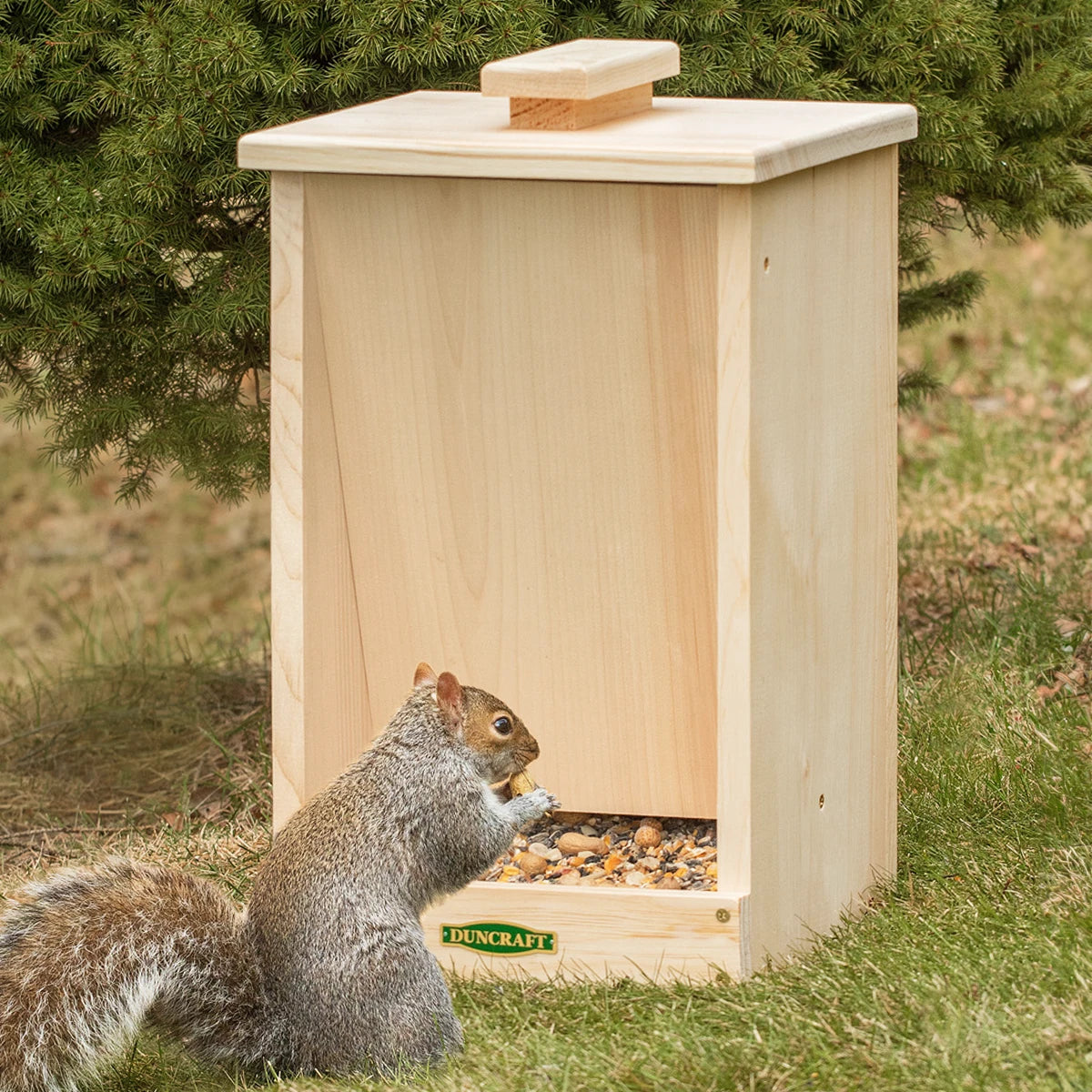 A gray squirrel nibbles a peanut on the Sheltered Wildlife Feeder's tray, filled with nuts and seeds, beneath evergreen boughs.