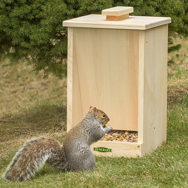 Squirrel eating from the Sheltered Wildlife Feeder, showing the wooden box design with a gravity-fed hopper and built-in tray for easy wildlife feeding.