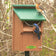 Duncraft Bluebird Swing Guard Bird House with two Eastern Bluebirds; one on the roof, another at the entrance hole, mounted on a pole.