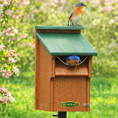 Duncraft Bluebird Swing Guard Bird House on a pole, featuring a female bluebird on the roof and a male with nesting material at the entrance.