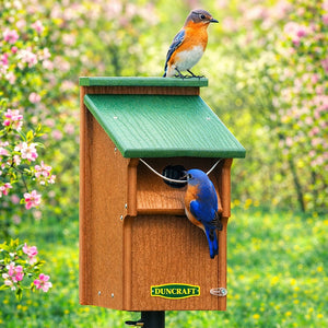 Duncraft Bluebird Swing Guard Bird House with two Eastern Bluebirds; one on the roof, another at the entrance hole, mounted on a pole.