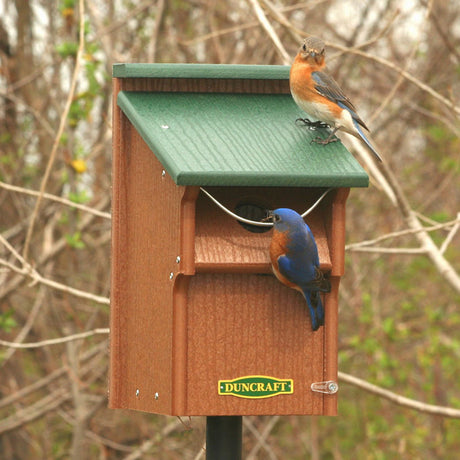 Duncraft Bluebird Swing Guard Bird House with a bluebird perched on it, featuring a swing blocker and easy cleanout panel.