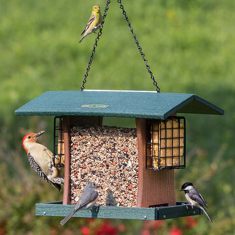 Duncraft Grandview 4-Sided Hopper with Suet Cages, featuring birds feeding from all sides, including woodpeckers clinging and chickadees perching on the feeder.