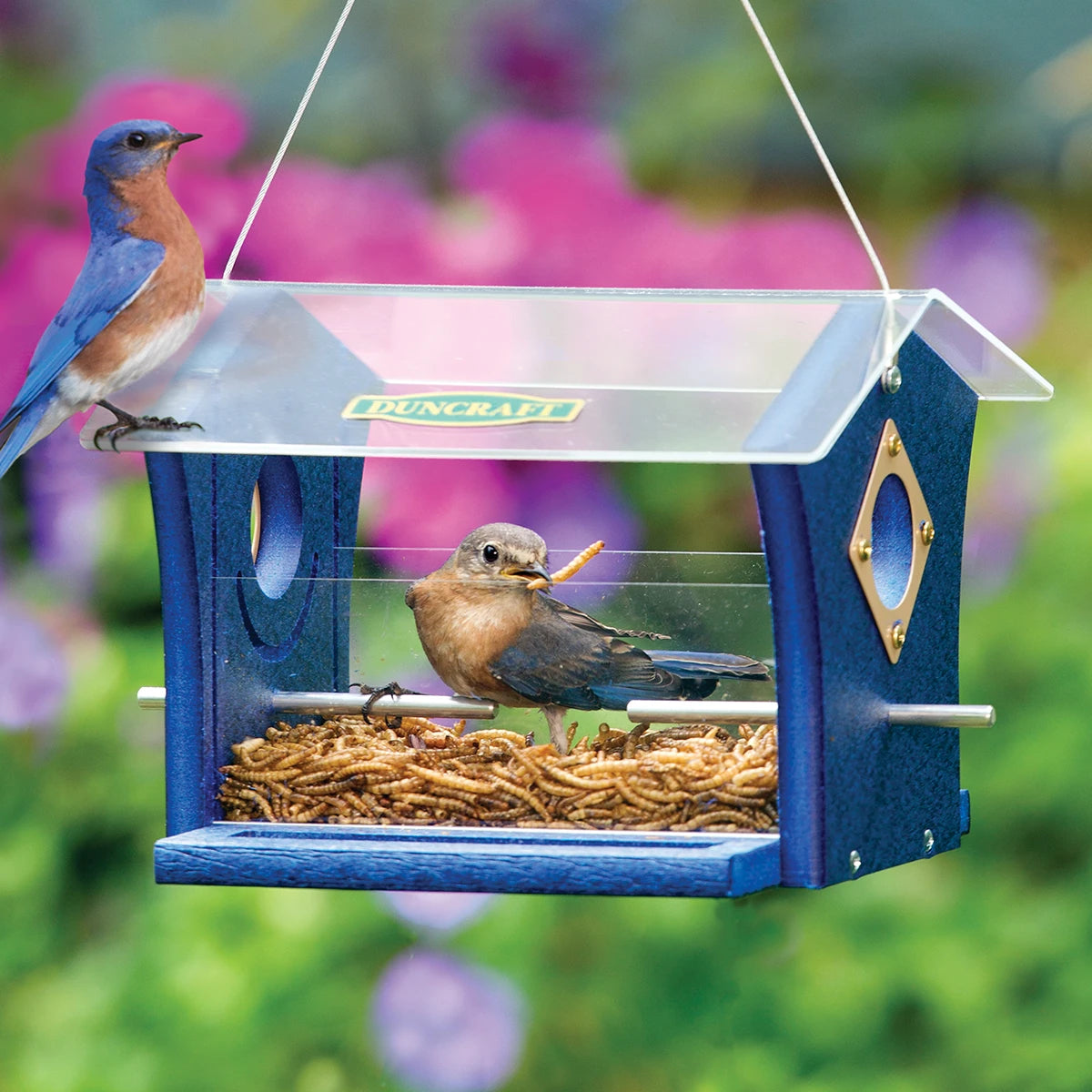 Duncraft Classic Ported Bluebird Mealworm Feeder with two Eastern bluebirds feeding, featuring clear roof, enclosed area, and metal portal protectors.