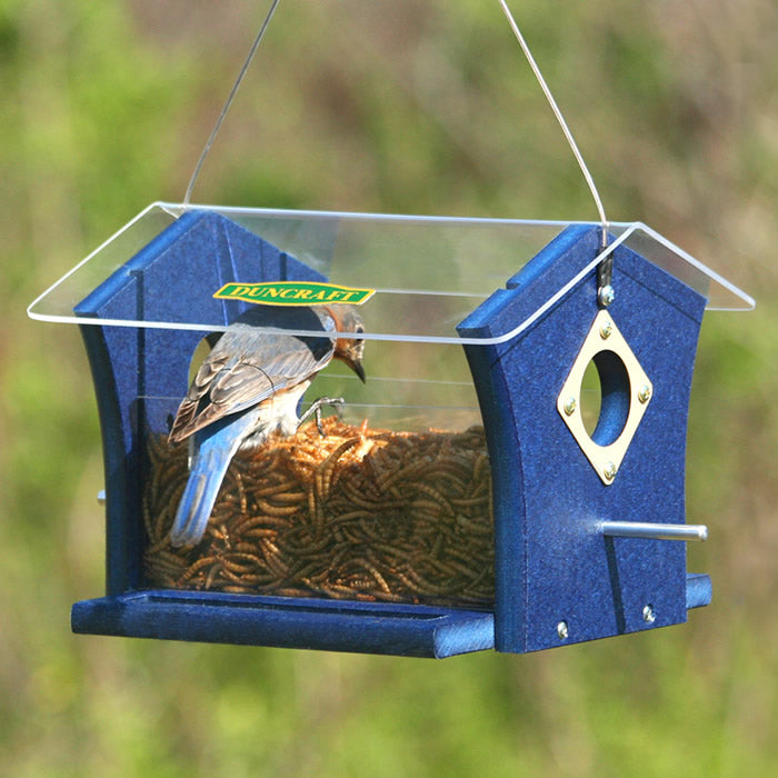 Duncraft Classic Ported Bluebird Mealworm Feeder with a bluebird feeding inside its enclosed, see-through sides, featuring two entry holes and a clear plastic roof.