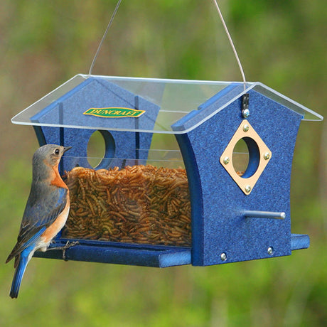 Duncraft Classic Ported Bluebird Mealworm Feeder with a bird perched inside, featuring two clearview sides, metal portal protectors, and an enclosed feeding area.