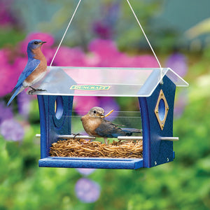 Duncraft Classic Ported Bluebird Mealworm Feeder showcasing a bluebird eating from the enclosed feeder with clearview sides and metal portal protectors.