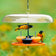Duncraft Oriole Fruit & Jelly Feeder with Roof featuring orioles enjoying fruit and jelly on wide perches, protected by a clear dome.