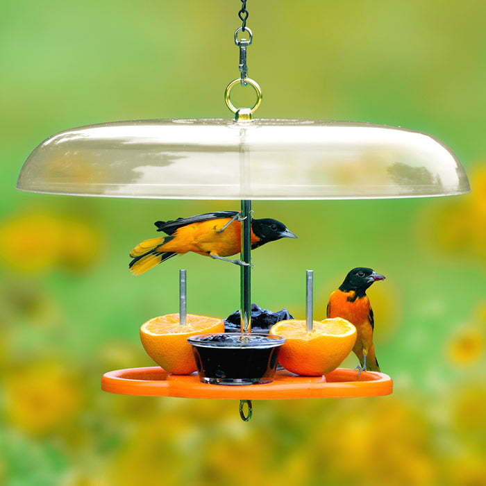 Duncraft Oriole Fruit & Jelly Feeder with Roof featuring two orange halves, jelly dishes, wide perches, and a clear plastic weather guard for feeding orioles.