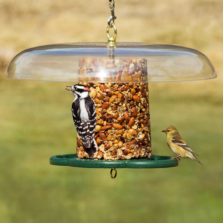 Duncraft Baffled Bird Seed Cylinder Feeder with two birds, a Downy Woodpecker and an American Goldfinch, feeding on a mixed nut and seed cylinder.