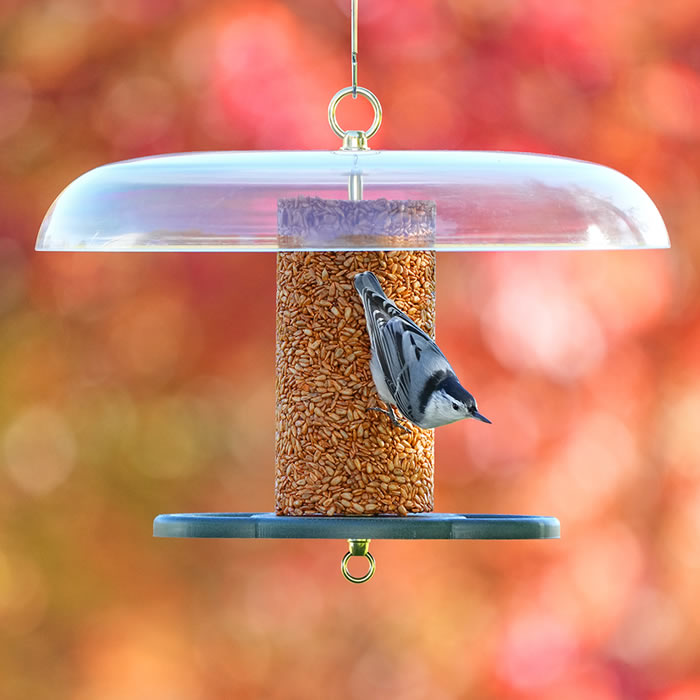 Duncraft Baffled Bird Seed Cylinder Feeder with bird perched on wide circular perch, featuring a clearview plastic weather guard and durable green recycled plastic base.