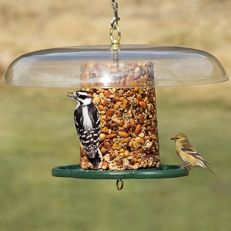 Duncraft Baffled Bird Seed Cylinder Feeder showing a bird feeding on a seed log with a protective clearview plastic weather guard and circular perches.