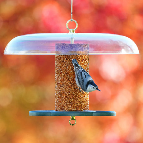 Duncraft Baffled Bird Seed Cylinder Feeder with a nuthatch clinging, featuring circular perches and a clear plastic roof, ideal for all-weather bird feeding.