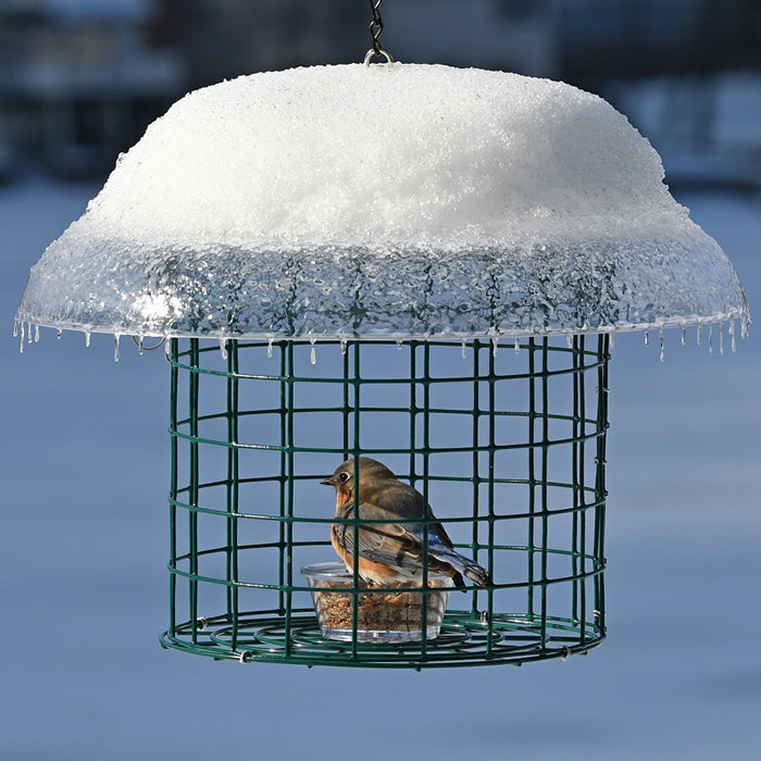 Duncraft Covered Bluebird Mealworm Haven with a bird feeding in a snow-topped feeder, featuring fly-through wire fencing and weather guard to keep mealworms dry.