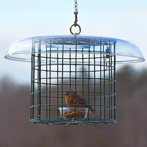 Duncraft Covered Bluebird Mealworm Haven showing a bird feeding inside a wire-caged feeder with a clear weather guard and mealworm dish.