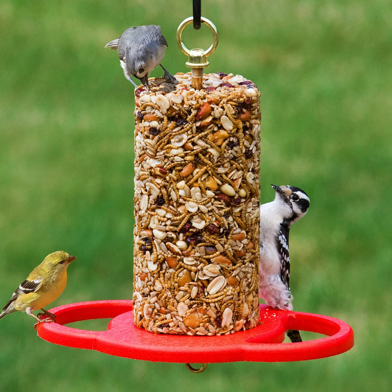 Duncraft All Birds Seed Cylinder Feeder with red tray, hanging with a tufted titmouse, downy woodpecker, and American goldfinch feeding.