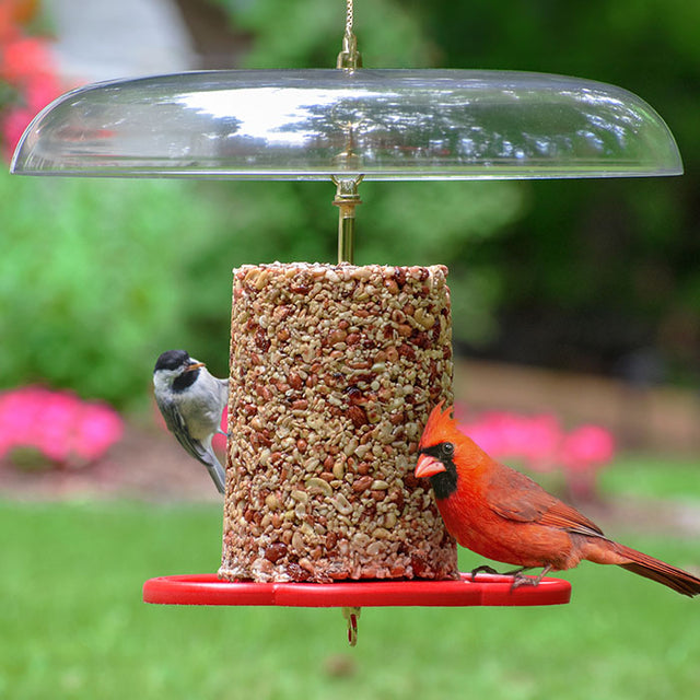 Duncraft All Birds Seed Cylinder Feeder & Tilt-Top Baffle with a bird perched on the feeder, showcasing wide circular perches and clearview plastic baffle.