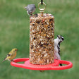 Duncraft All Birds Seed Cylinder Feeder featuring birds perching and feeding on a red, durable, recycled plastic base with circular perches.