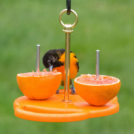 Duncraft Oriole Fruit Feeder featuring a bird eating from an orange skewer with wide perches for easy feeding.