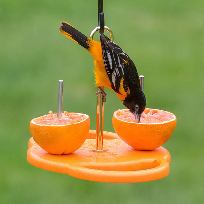 Duncraft Oriole Fruit Feeder with an oriole eating an orange from one of two wide, circular perches on a durable base.