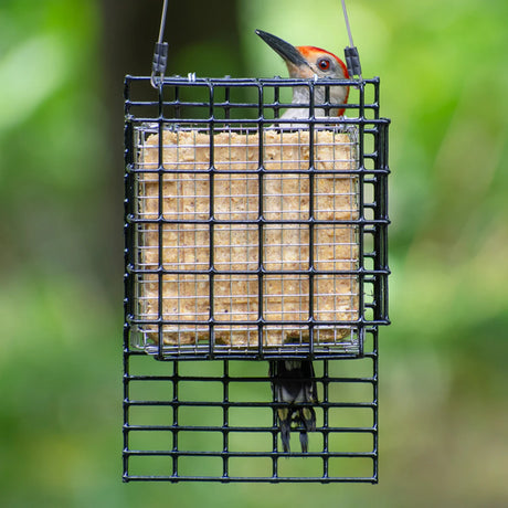 Duncraft Suet Shield Tail Prop Cage Feeder with a bird perched inside, featuring a tail prop area and stainless steel wire mesh insert for woodpeckers.