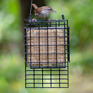 Duncraft Suet Shield Tail Prop Cage Feeder with a bird perched on the feeder, designed to attract woodpeckers and prevent suet gorging.