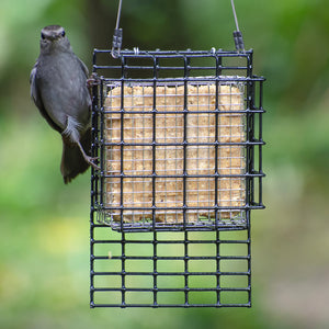 Duncraft Suet Shield Tail Prop Cage Feeder with a bird perched on it, designed to attract woodpeckers and prevent suet gorging.