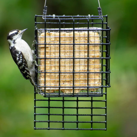 Duncraft Suet Shield Tail Prop Cage Feeder with woodpecker feeding on suet cake in metal cage, featuring tail prop area and stainless steel mesh insert.