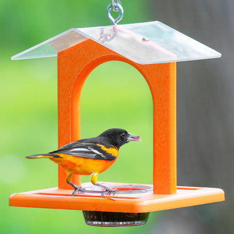 Duncraft Sheltered Oriole Jelly Feeder with a bird perched on it, featuring a protective roof, hanging eye hook, and clear dish for viewing jelly levels.