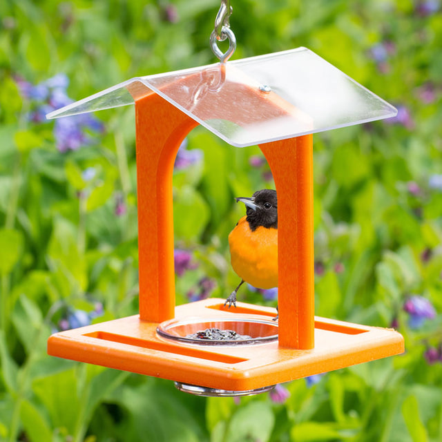 Duncraft Sheltered Oriole Jelly Feeder showing a bird perched on the feeder's clear dish, designed for easy viewing and protecting grape jelly from weather.