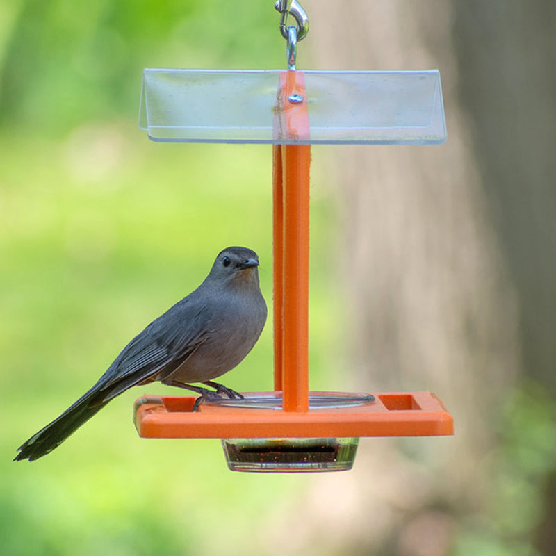 Duncraft Sheltered Oriole Jelly Feeder with a bird perched on it, featuring a clear plastic dish and anchored roof for weather protection.