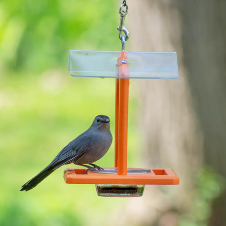 Duncraft Sheltered Oriole Jelly Feeder with a clear plastic roof and dish, orange design, hanging in a garden, hosting a gray catbird.