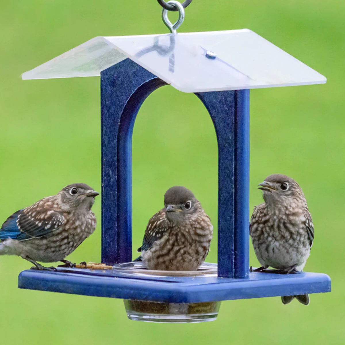 Duncraft Sheltered Bluebird Mealworm Feeder showing birds perched on the clearview plastic dish, featuring an anchored roof and built-in perches, hanging outdoors.