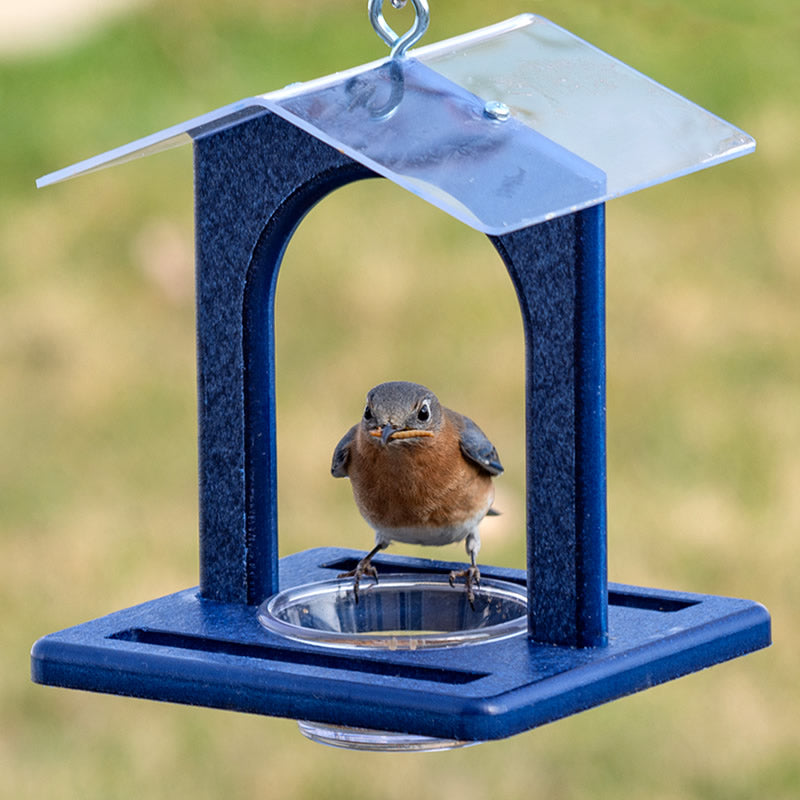 Duncraft Sheltered Bluebird Mealworm Feeder with a bird perched on it, featuring a clear plastic dish and anchored roof for weather protection.