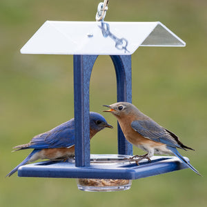 Duncraft Sheltered Bluebird Mealworm Feeder with two perches and clear dish, featuring a protective roof and hanging eye hook.